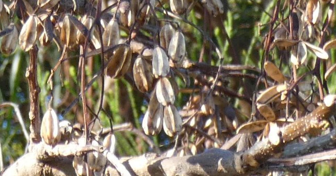 Albero dall''Australia (WA): Toona ciliata (Meliaceae)