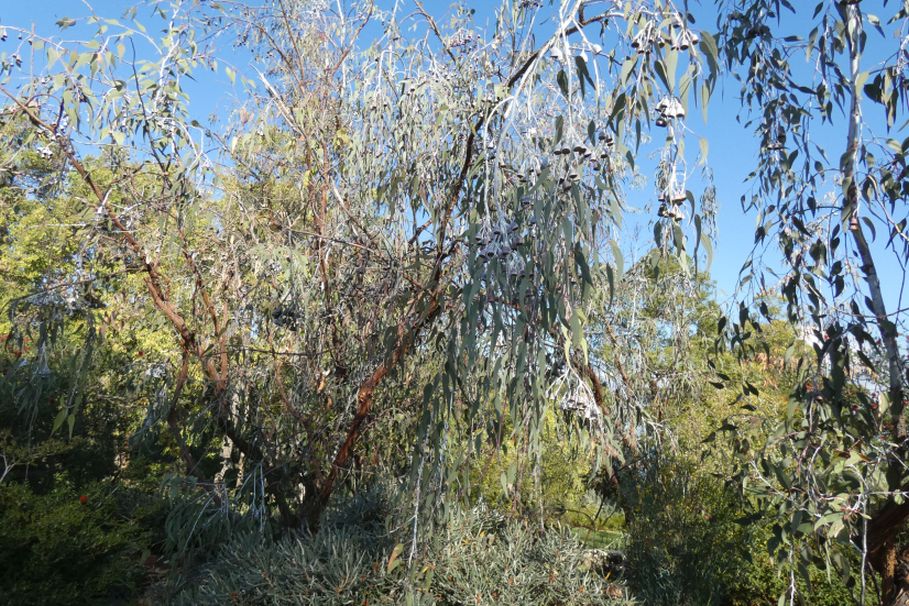 Dall''Australia (WA): Eucalyptus caesia e E. kingsmillii