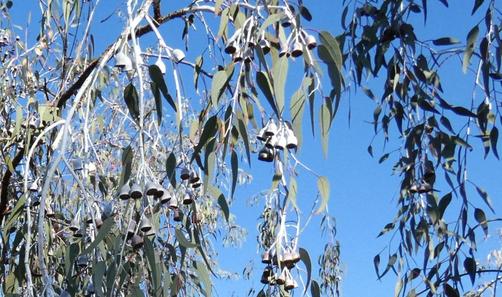 Dall''Australia (WA): Eucalyptus caesia e E. kingsmillii