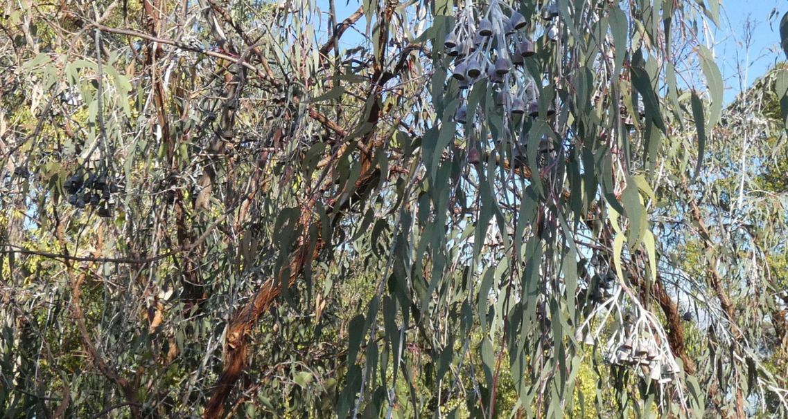 Dall''Australia (WA): Eucalyptus caesia e E. kingsmillii