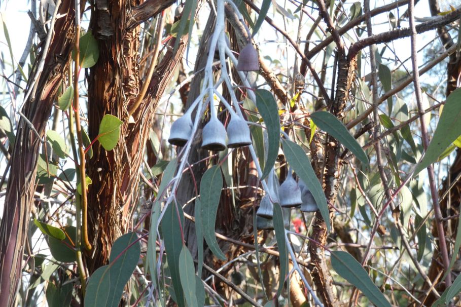 Dall''Australia (WA): Eucalyptus caesia e E. kingsmillii