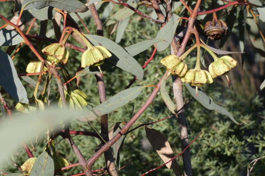 Dall''Australia (WA): Eucalyptus caesia e E. kingsmillii