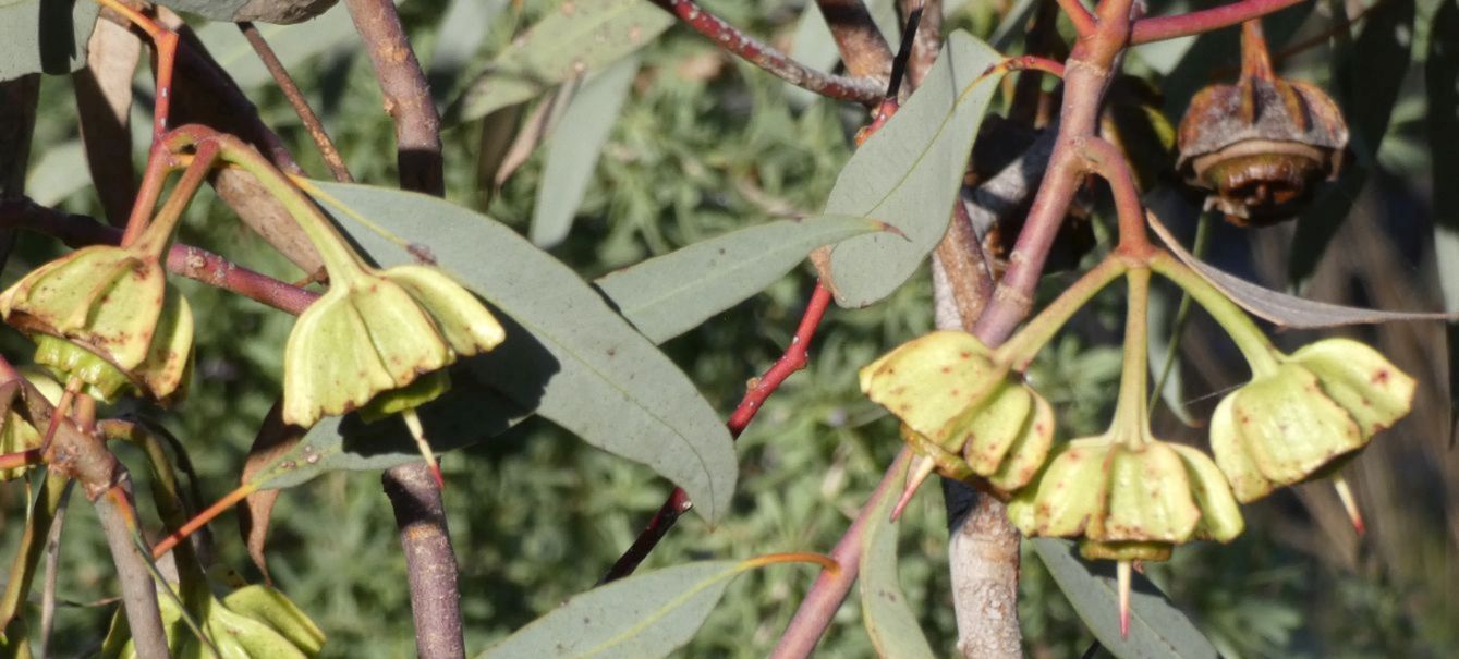 Dall''Australia (WA): Eucalyptus caesia e E. kingsmillii