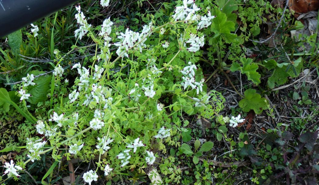 Fiore dall''Australia (WA): Fumaria capreolata (Papaveraceae)