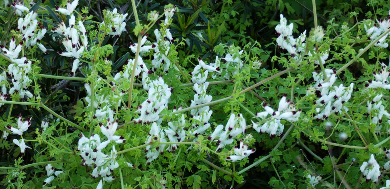 Fiore dall''Australia (WA): Fumaria capreolata (Papaveraceae)