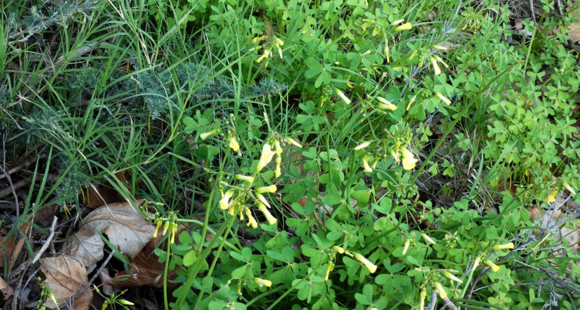 Fiore  dall''Australia (WA): Oxalis pes-caprae
