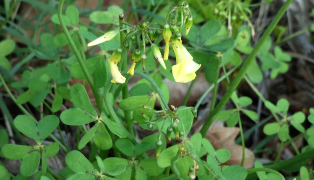 Fiore  dall''Australia (WA): Oxalis pes-caprae