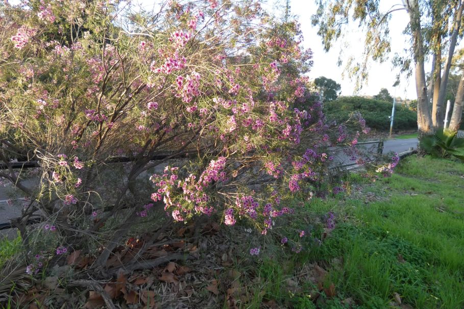 Fiore  dall''Australia(WA):Chamelaucium uncinatum (Myrtaceae)