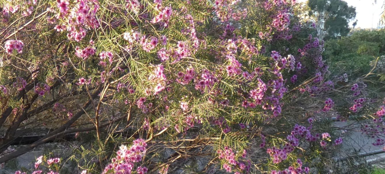 Fiore  dall''Australia(WA):Chamelaucium uncinatum (Myrtaceae)