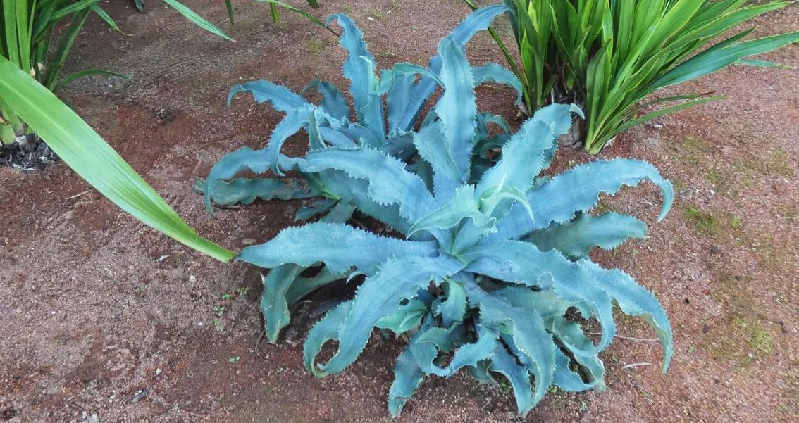 Dall''Australia (WA): Agave gypsophila (Asparagaceae)