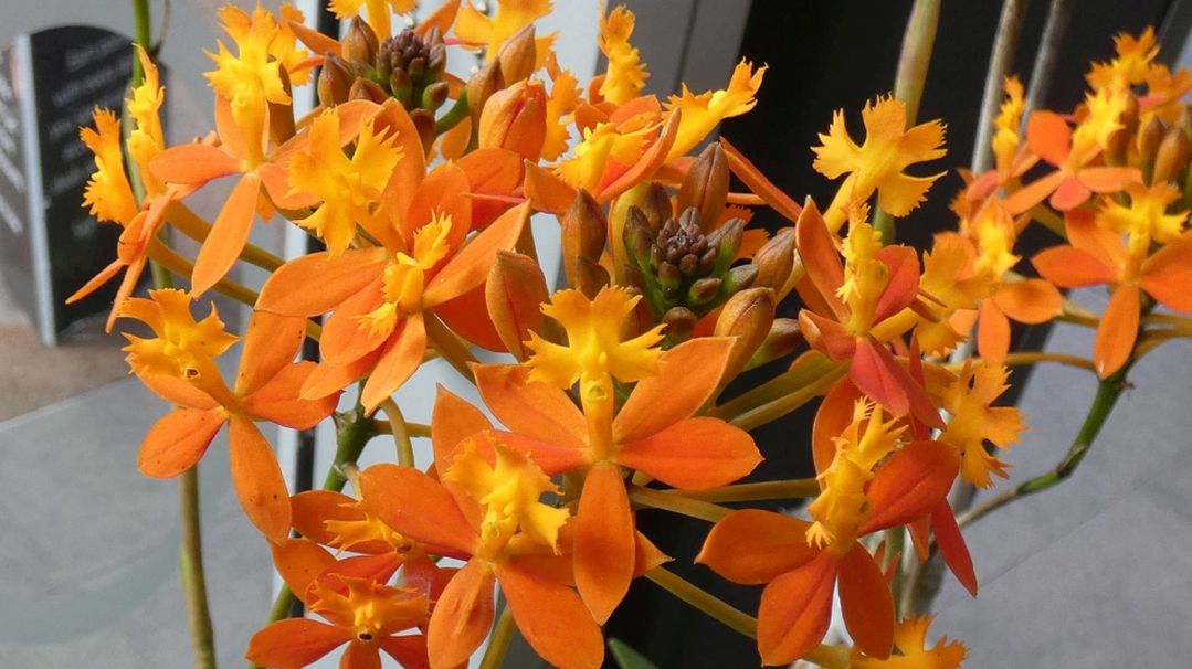 Fiore dall''Australia(WA): Epidendrum ibaguense (Orchidaceae)