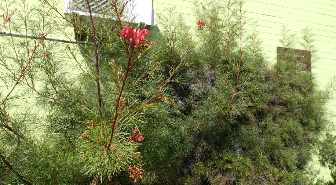 Fiore  dall''Australia (WA): Grevillea ''Bonfire'' (Proteaceae)