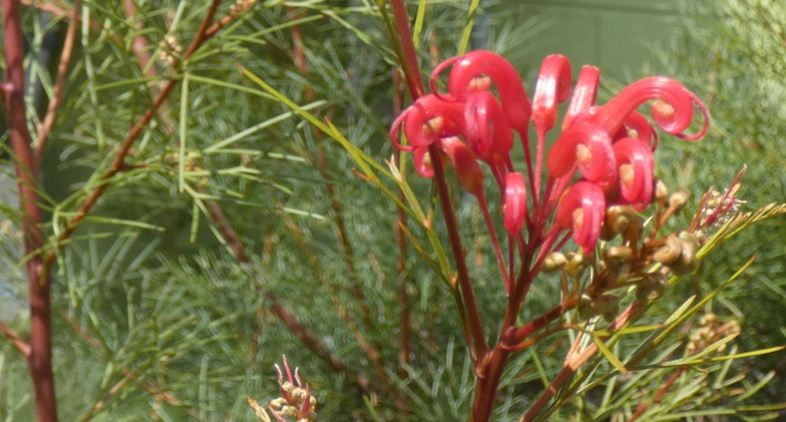 Fiore  dall''Australia (WA): Grevillea ''Bonfire'' (Proteaceae)