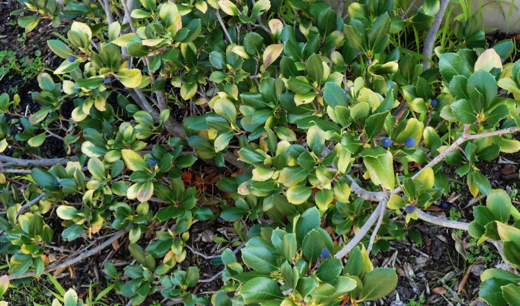 Pianta dall''Australia(WA):Rhaphiolepis indica (Rosaceae)