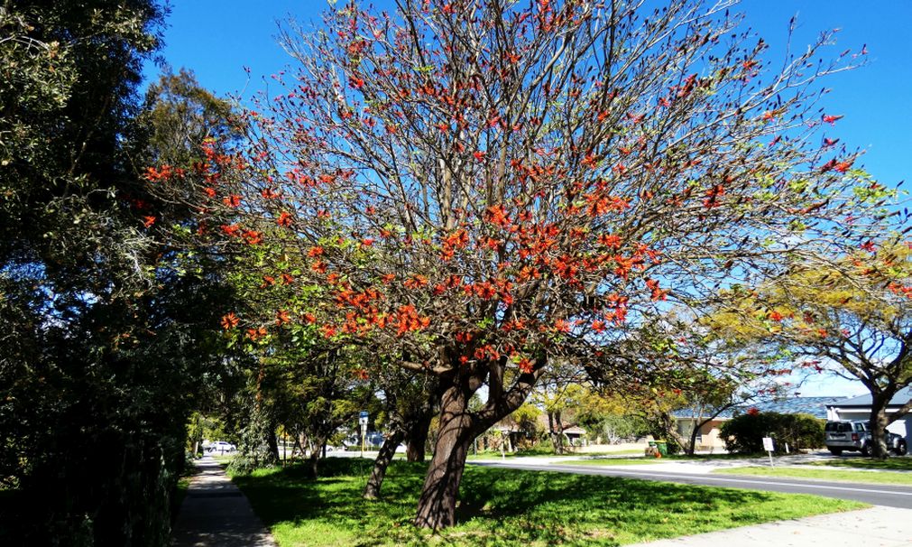 Albero dall''Australia (WA): Erythrina x sykesii  (Fabaceae)