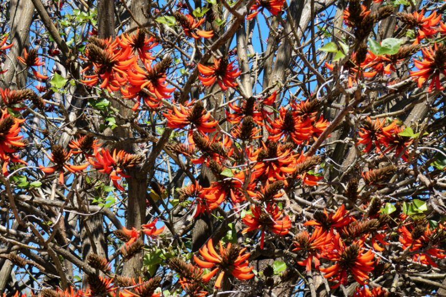 Albero dall''Australia (WA): Erythrina x sykesii  (Fabaceae)