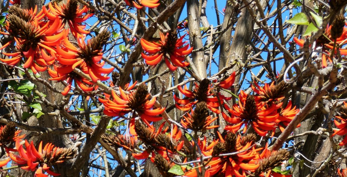 Albero dall''Australia (WA): Erythrina x sykesii  (Fabaceae)