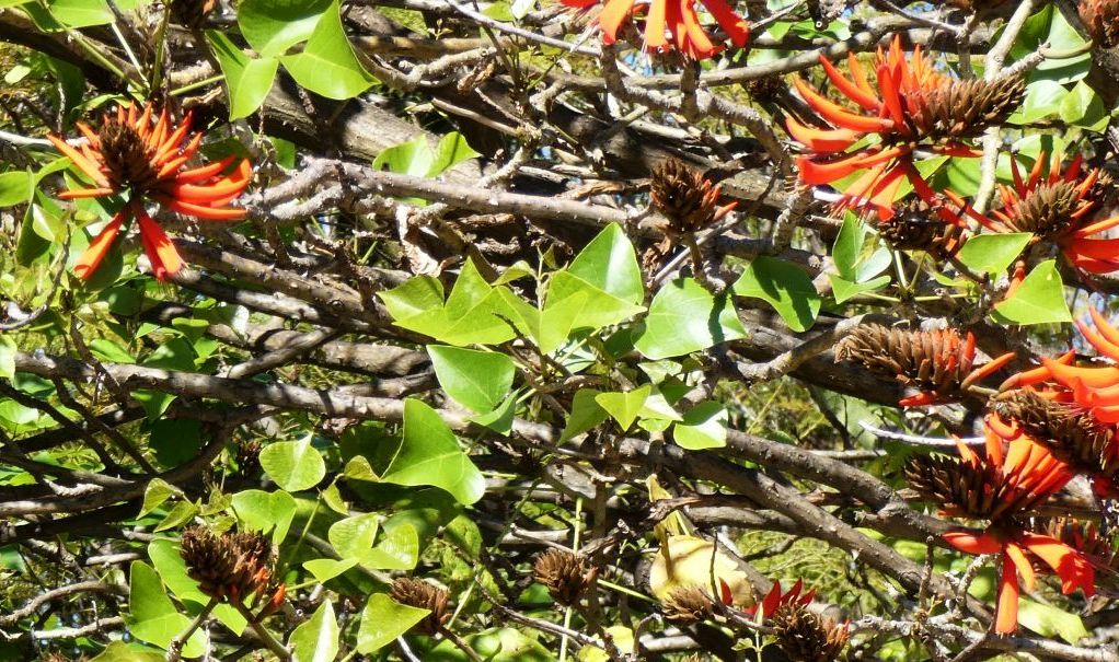 Albero dall''Australia (WA): Erythrina x sykesii  (Fabaceae)