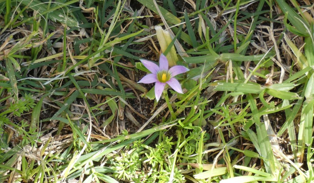 Fiore dall''Australia (WA): Romulea rosea var. australis (Iridaceae)