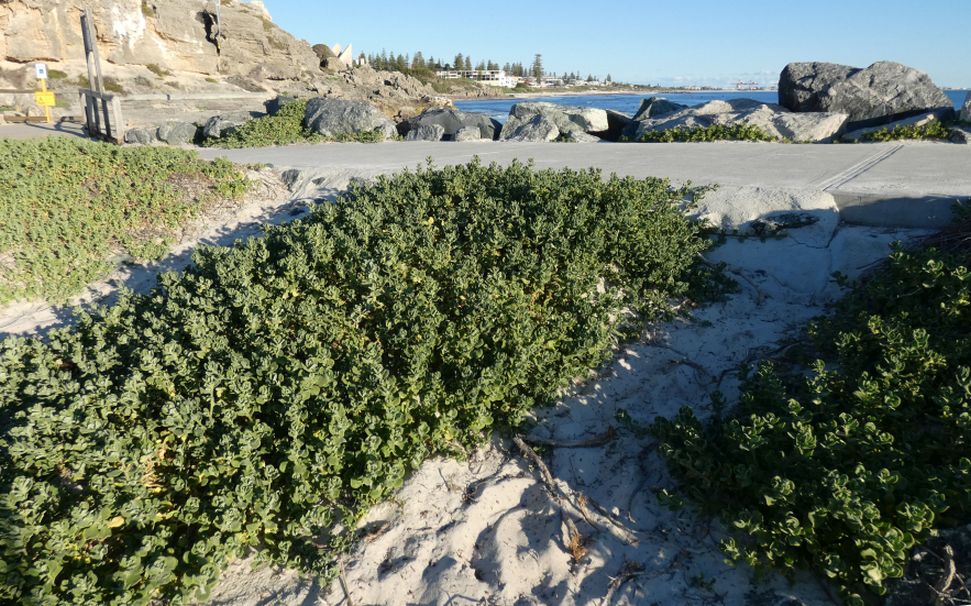 Pianta dall''Australia (WA): Tetragonia decumbens (Aizoaceae)