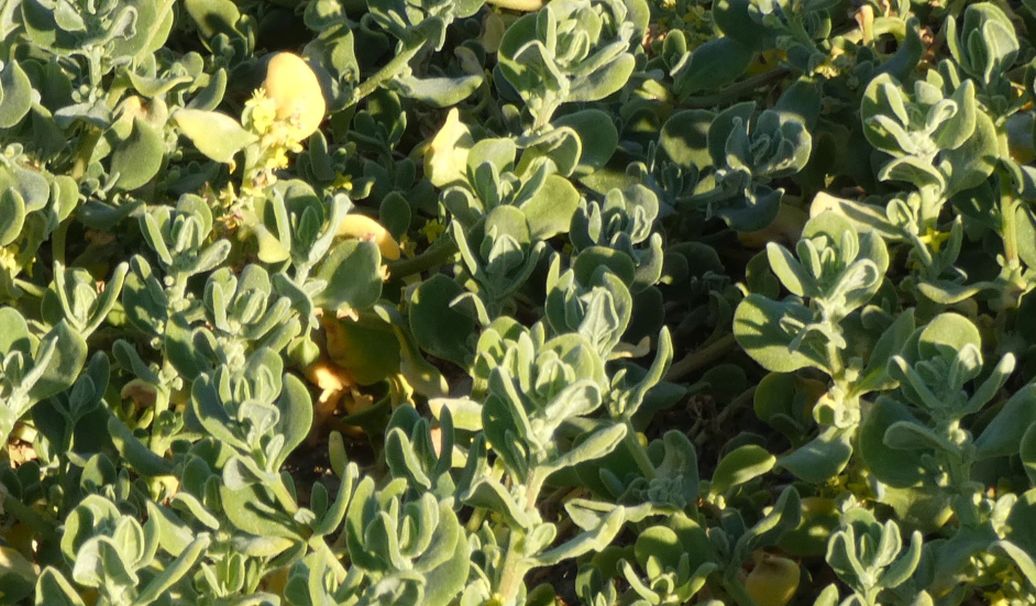 Pianta dall''Australia (WA): Tetragonia decumbens (Aizoaceae)