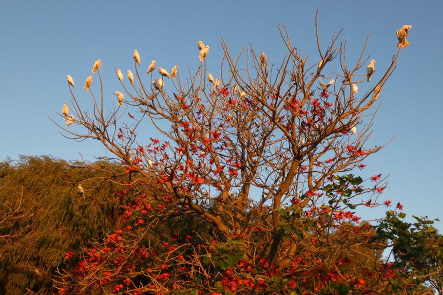 Albero dall''Australia (WA): Erythrina x sykesii  (Fabaceae)