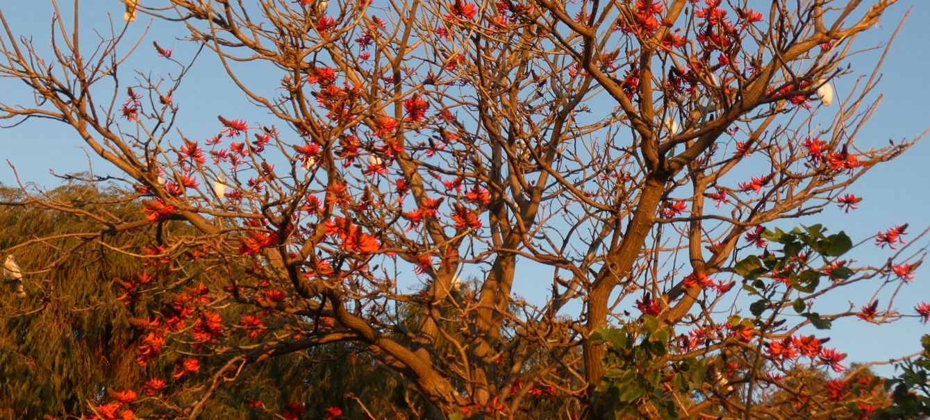 Albero dall''Australia (WA): Erythrina x sykesii  (Fabaceae)