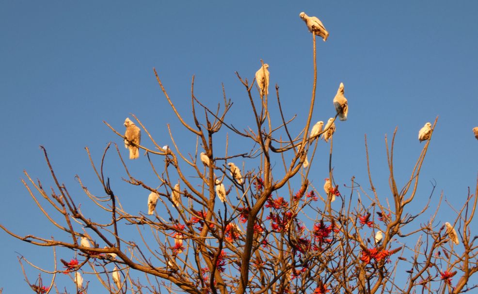 Albero dall''Australia (WA): Erythrina x sykesii  (Fabaceae)