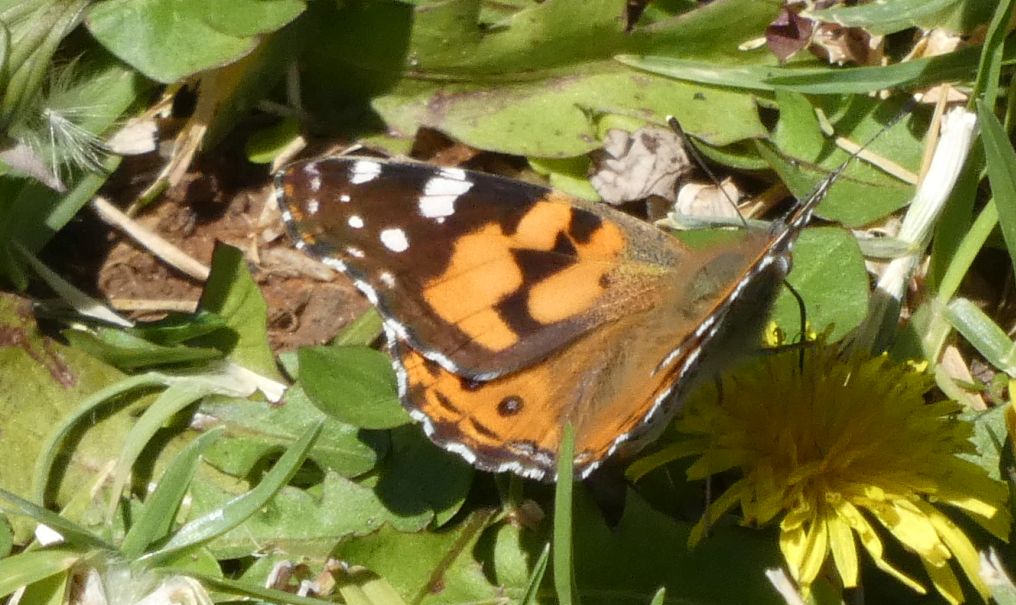 Farfalla australiana:  quale Vanessa ? V. cardui