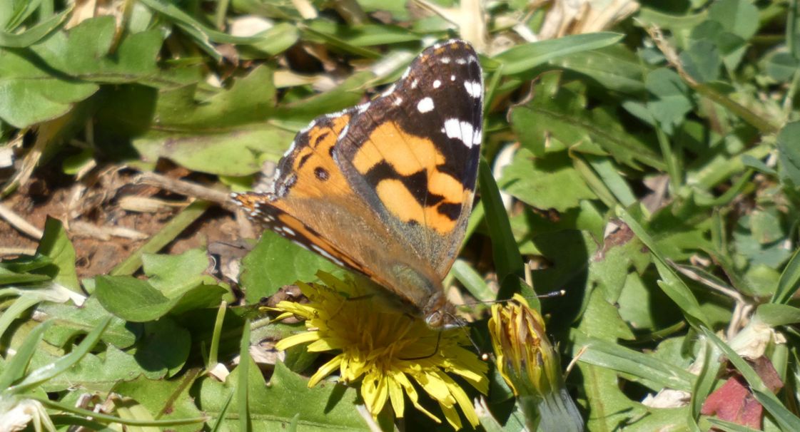 Farfalla australiana:  quale Vanessa ? V. cardui