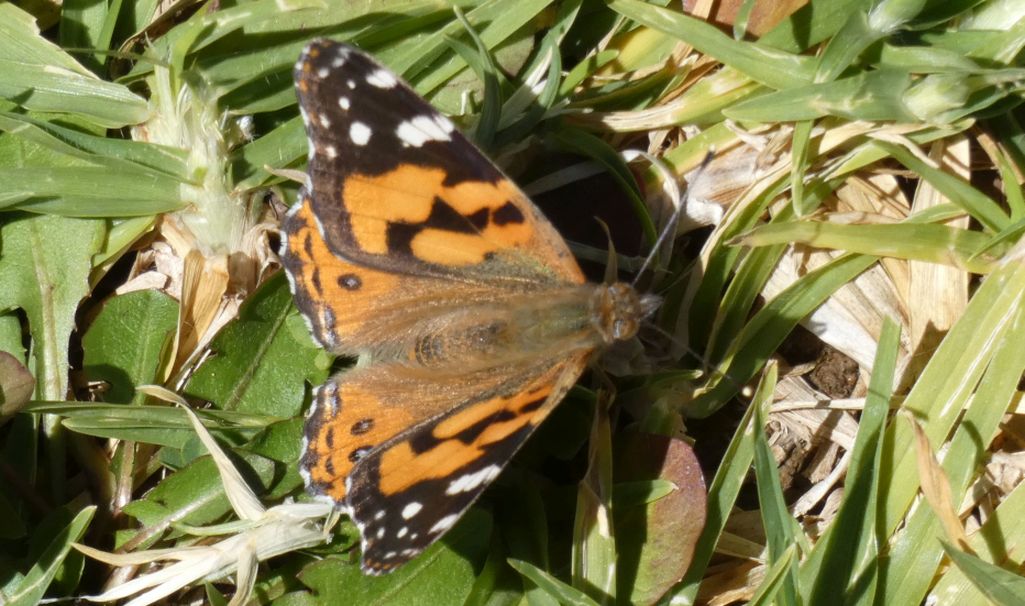 Farfalla australiana:  quale Vanessa ? V. cardui