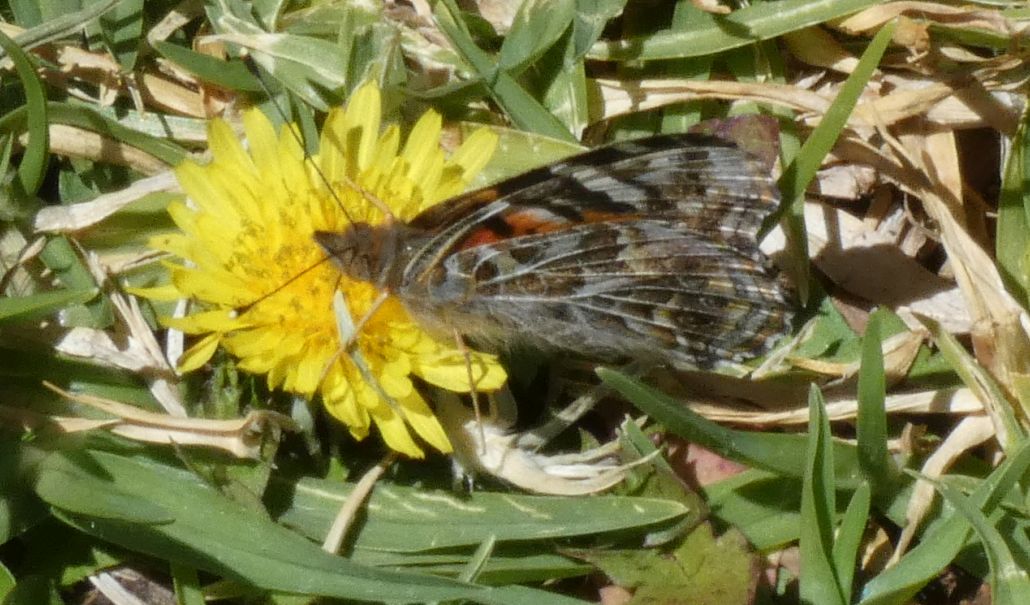 Farfalla australiana:  quale Vanessa ? V. cardui