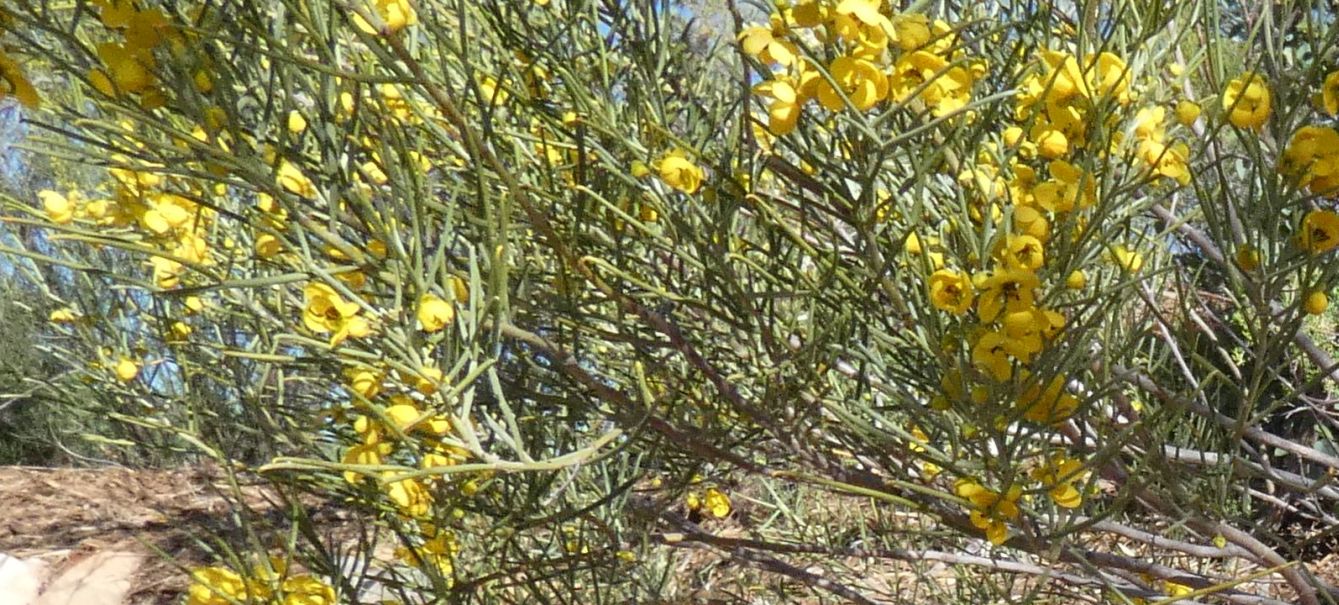 Pianta dall''Australia (NT): Senna artemisioides (Fabaceae)