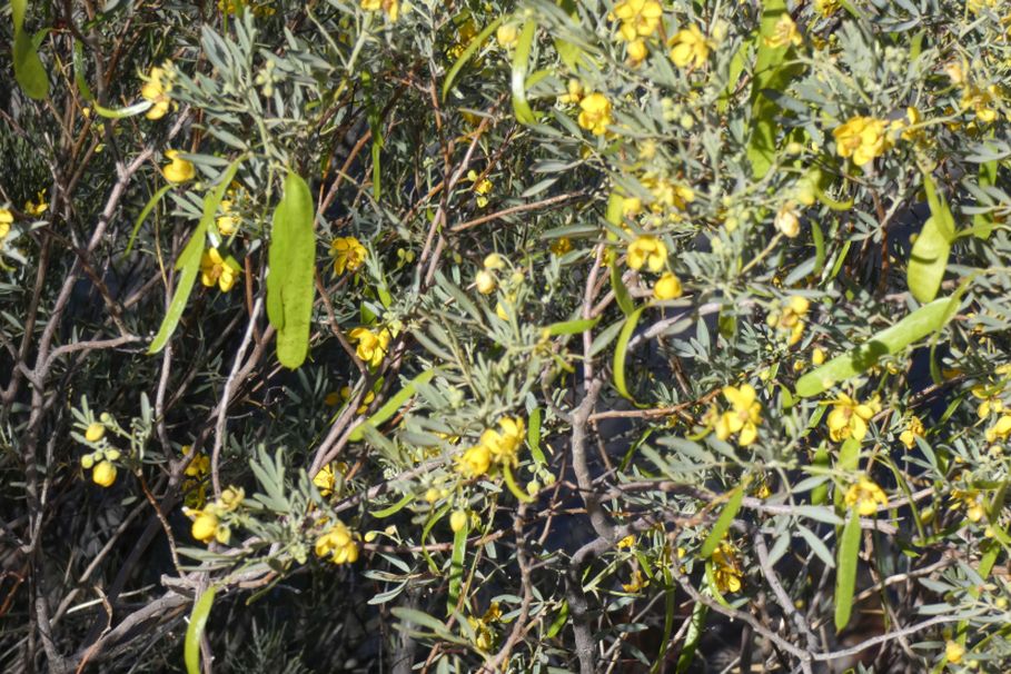 Pianta dall''Australia (NT): Senna artemisioides (Fabaceae)