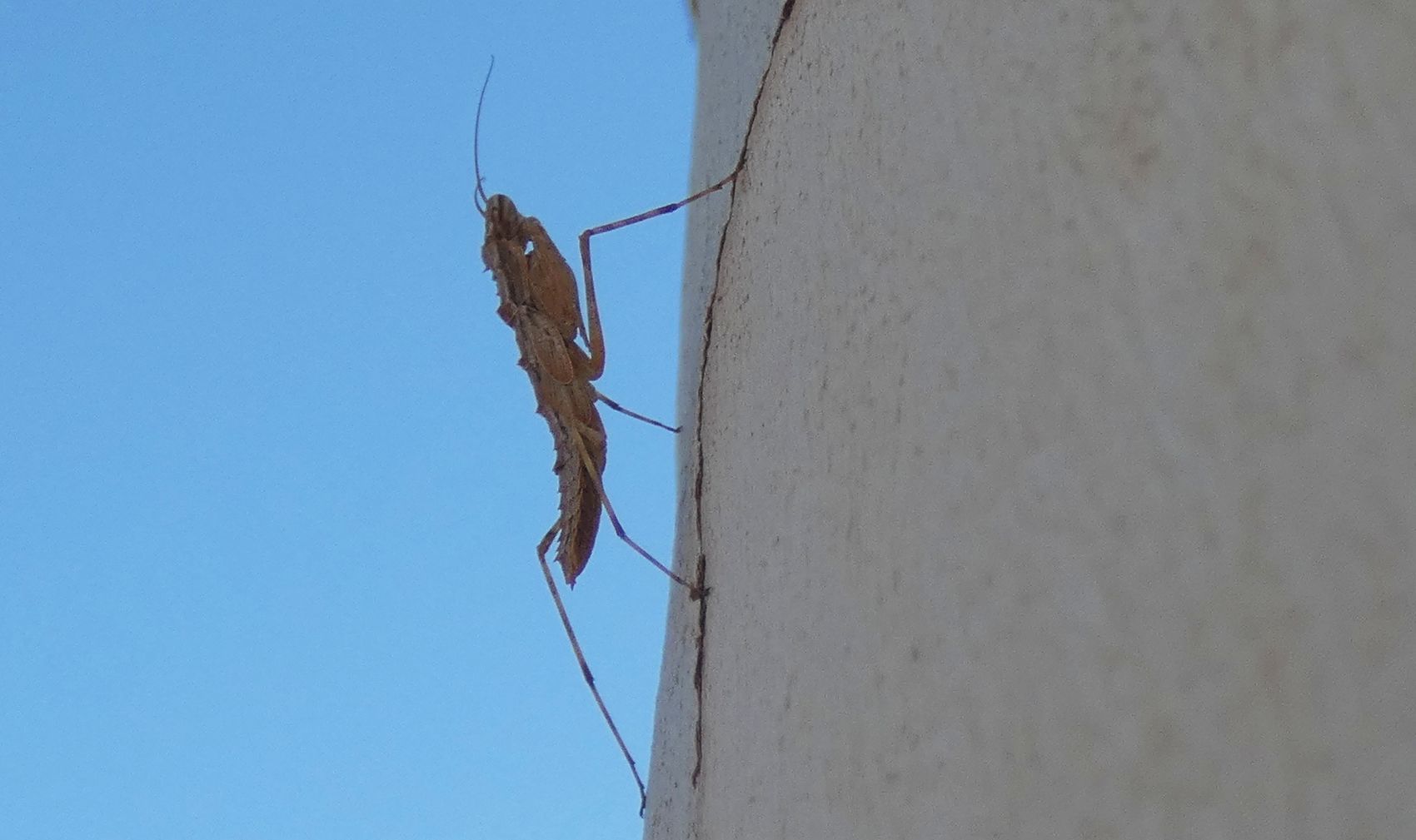 Mantide australiana: Gyromantis kraussii (Amorphoscelididae)