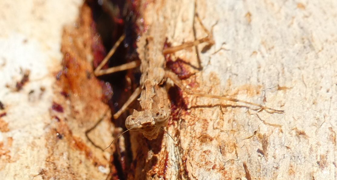 Mantide australiana: Gyromantis kraussii (Amorphoscelididae)