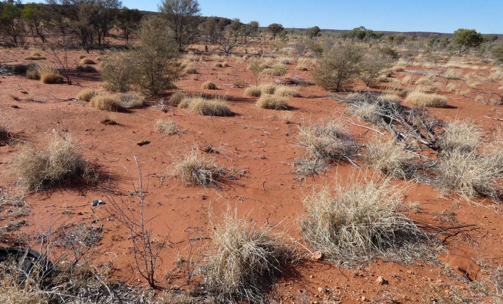 Pianta dall''Australia (NT):  Spinifex ??... Triodia spp. (Poaceae)