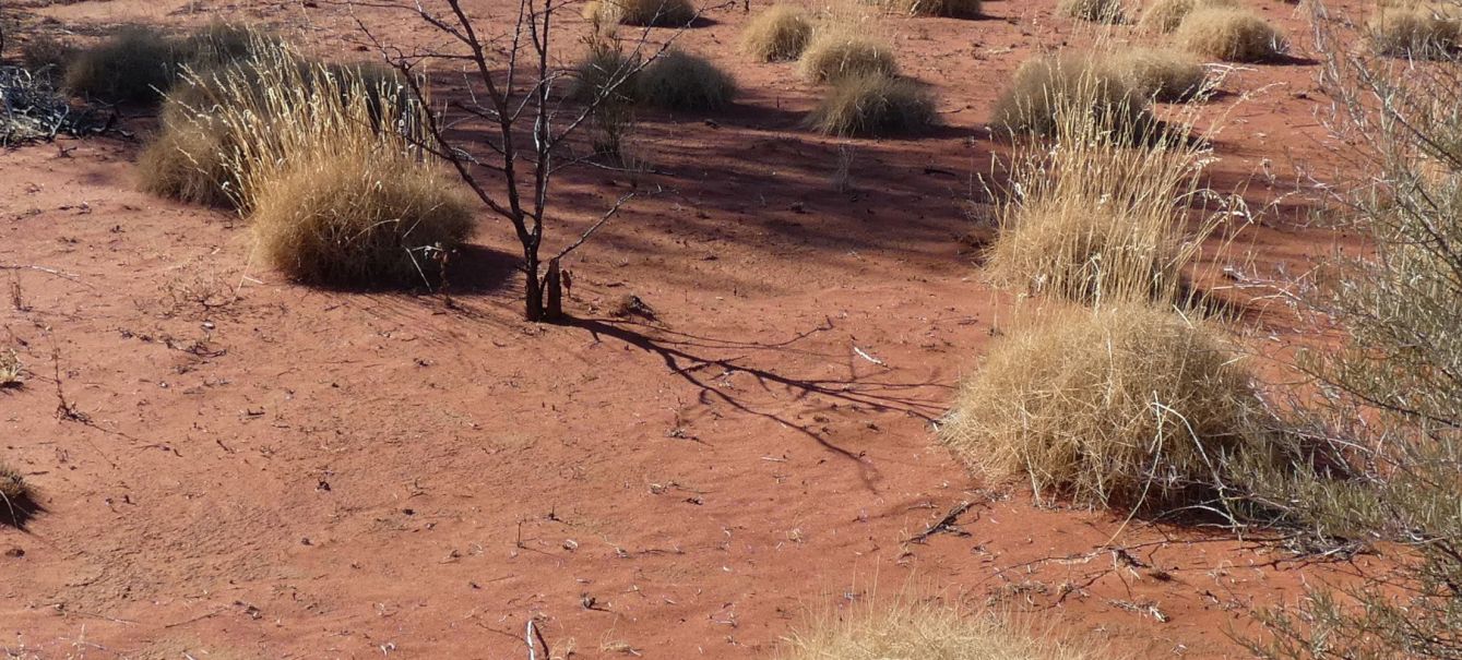 Pianta dall''Australia (NT):  Spinifex ??... Triodia spp. (Poaceae)