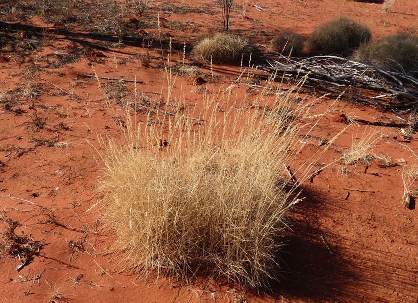 Pianta dall''Australia (NT):  Spinifex ??... Triodia spp. (Poaceae)