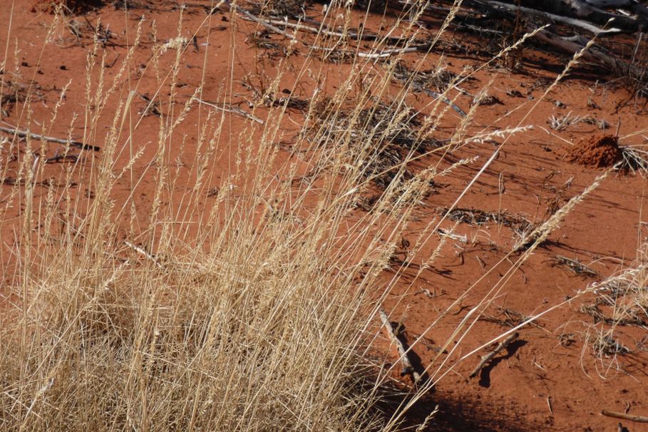 Pianta dall''Australia (NT):  Spinifex ??... Triodia spp. (Poaceae)