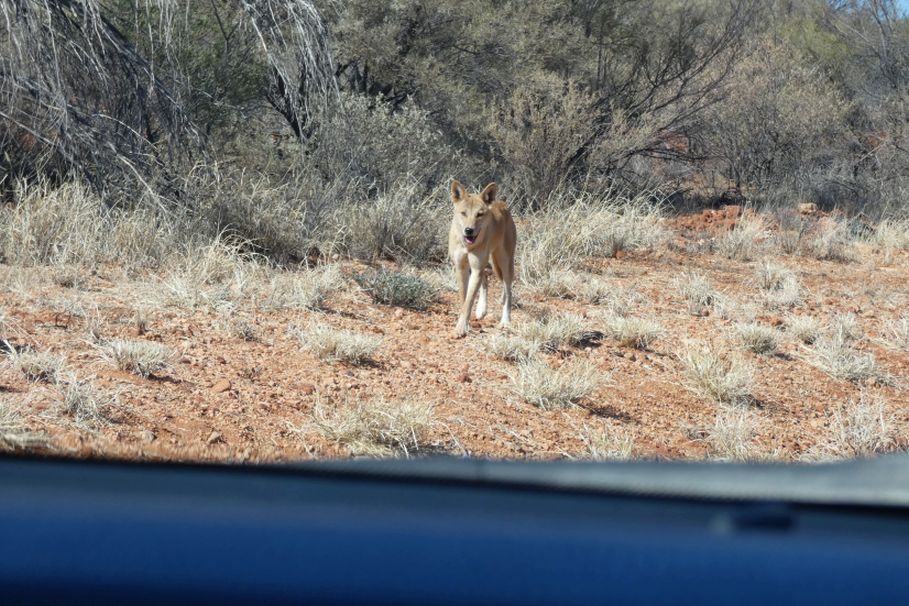 Incontro ravvicinato col Dingo (Australia - Territori del Nord)