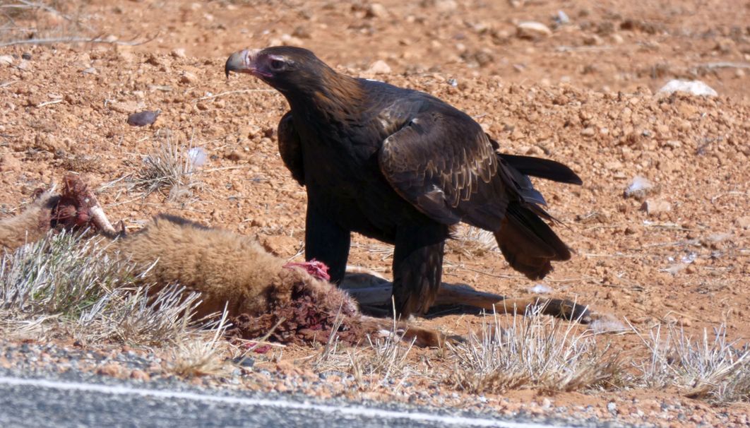 Il pasto dell''Aquila audax (Australia - Territori del Nord)