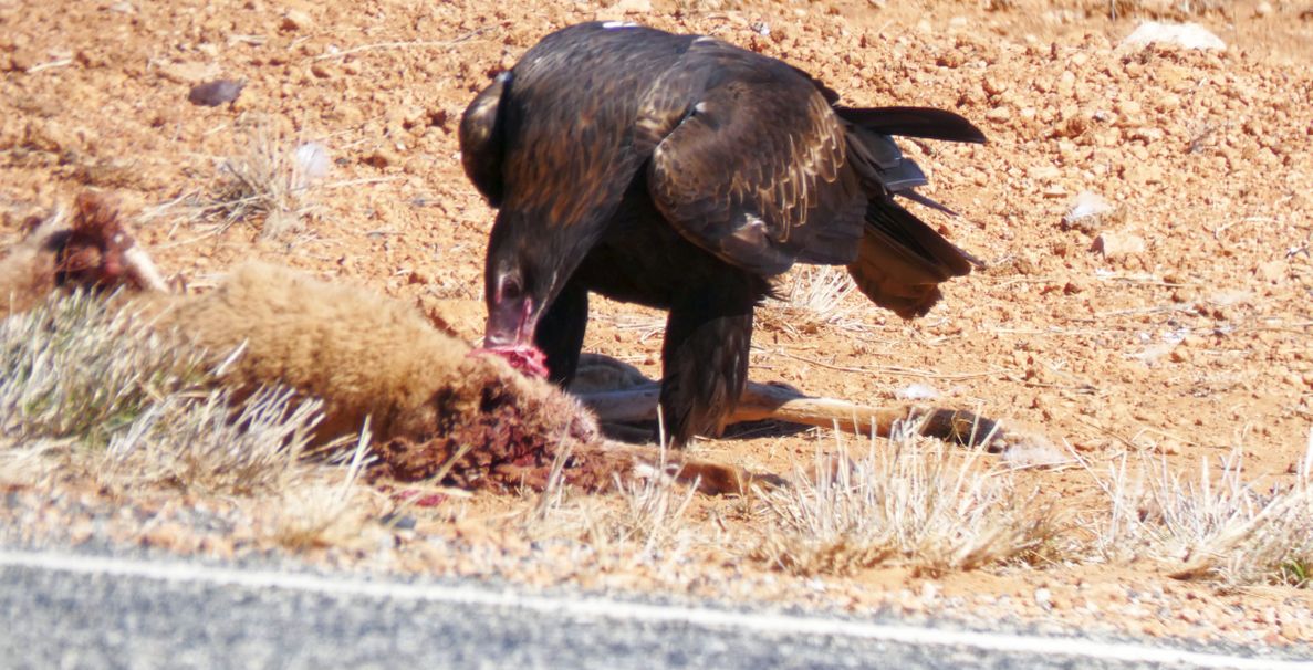 Il pasto dell''Aquila audax (Australia - Territori del Nord)