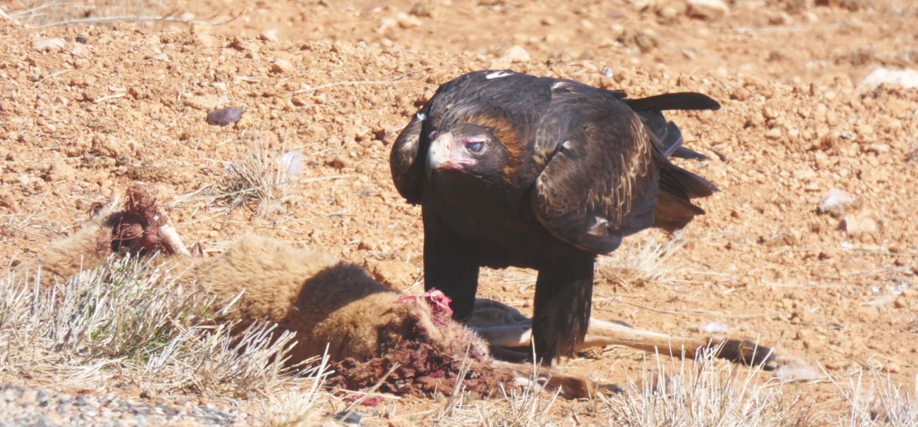 Il pasto dell''Aquila audax (Australia - Territori del Nord)