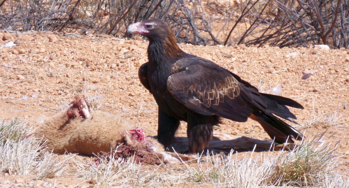 Il pasto dell''Aquila audax (Australia - Territori del Nord)