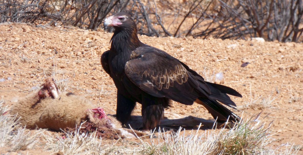 Il pasto dell''Aquila audax (Australia - Territori del Nord)