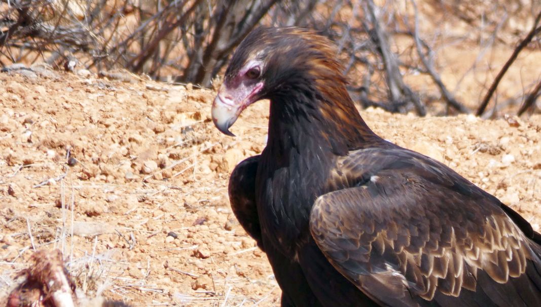 Il pasto dell''Aquila audax (Australia - Territori del Nord)