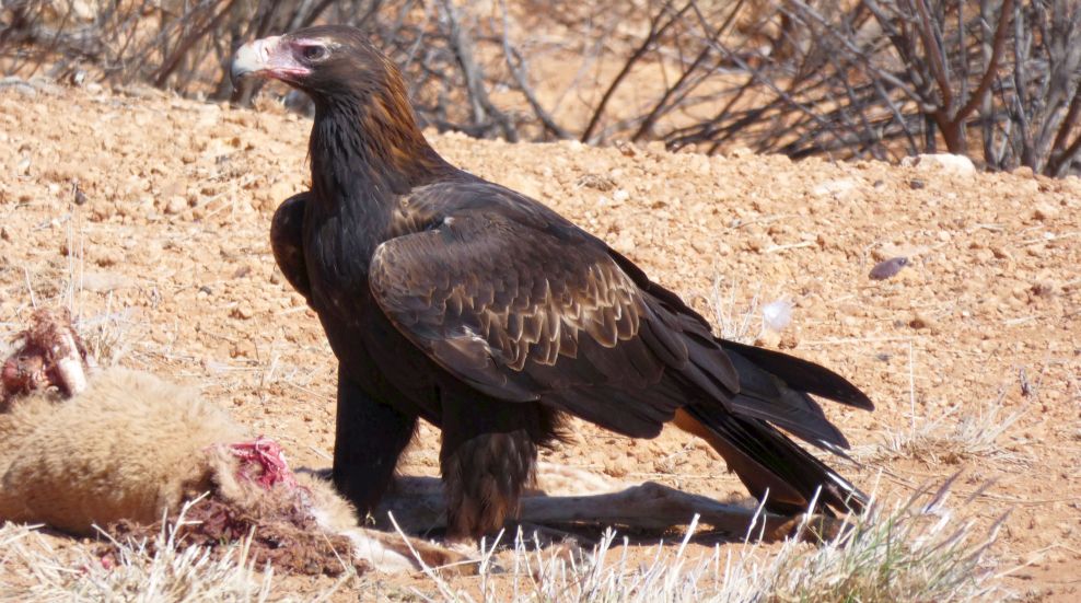 Il pasto dell''Aquila audax (Australia - Territori del Nord)