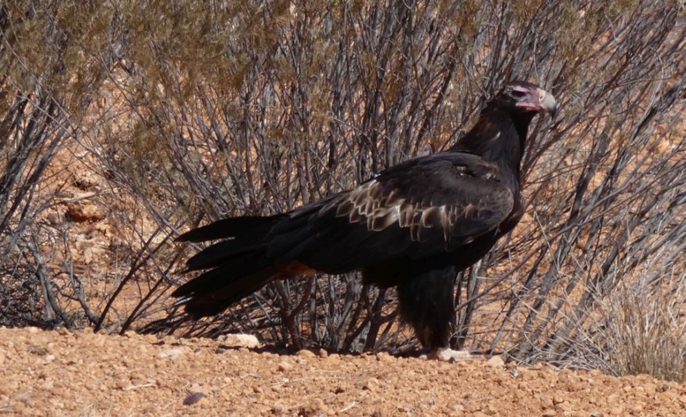 Il pasto dell''Aquila audax (Australia - Territori del Nord)