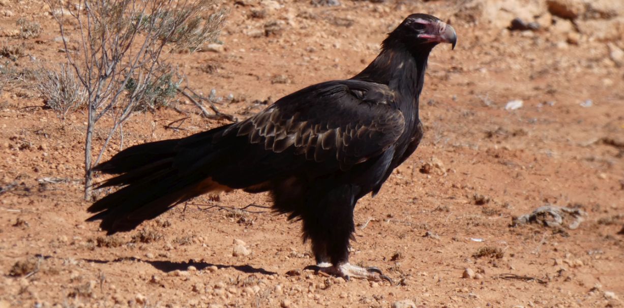 Il pasto dell''Aquila audax (Australia - Territori del Nord)